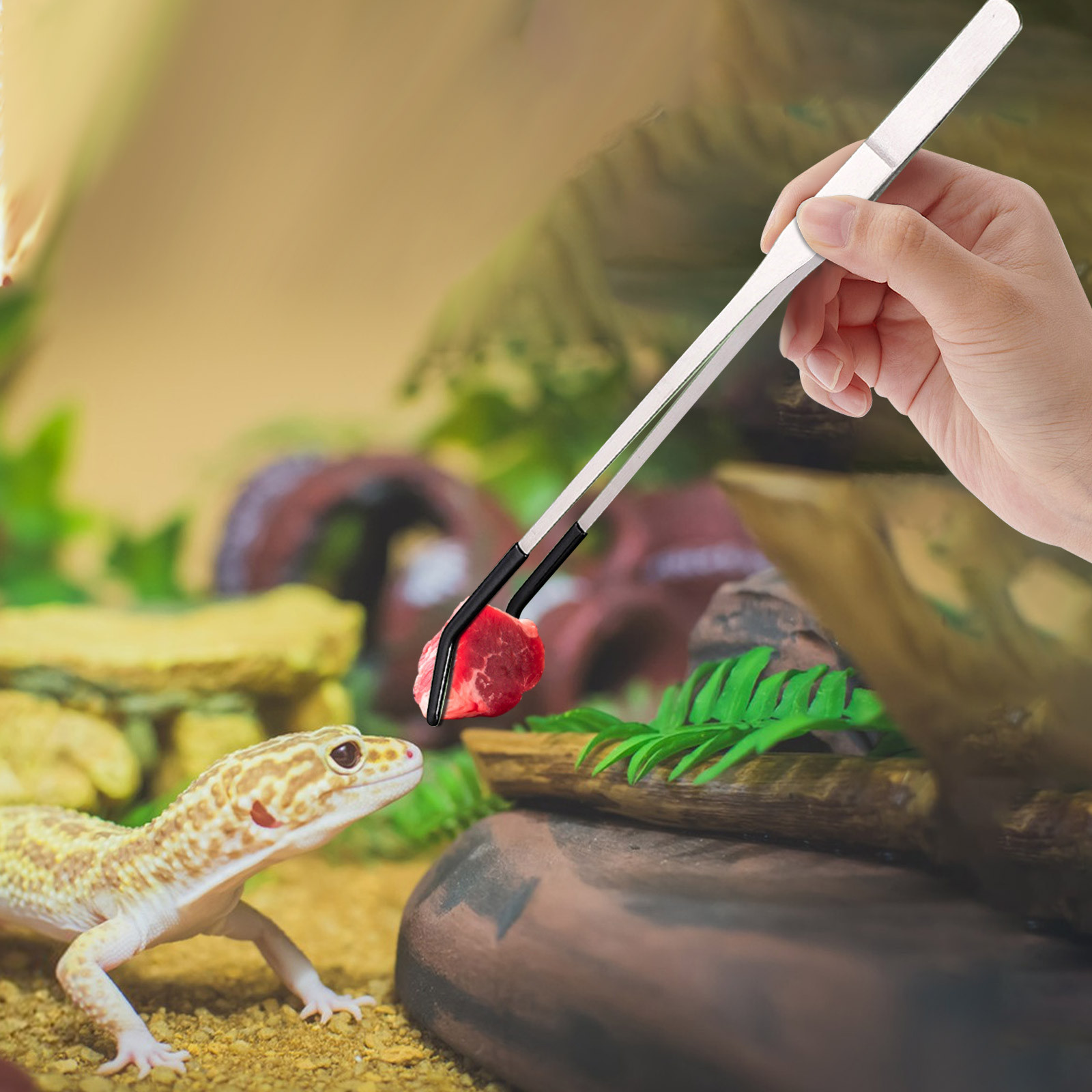 Stainless Steel Reptile Feedin - đánh giá và giá Water Dish Reptile
