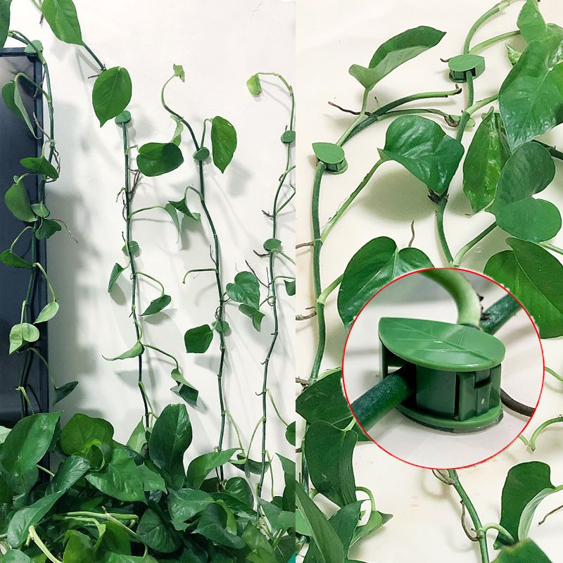 10/30/50Pcs Plant Climbing Wal - đánh giá và giá Vine Climbing Plastic
